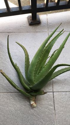 an aloei plant sitting on the ground