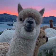 a group of llamas are standing in the grass with mountains in the background