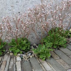 some white flowers and green plants in front of a brick wall on a sidewalk with cobblestones