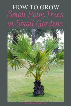 How to Grow Small Palm Trees for Small Gardens Small Palm Trees, Low Maintenance Landscaping, Tropical Landscaping, Small Gardens, Gardening For Beginners, Small Backyard Landscaping, Tropical Garden, Container Plants, Tropical Paradise