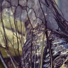 a close up view of a bird's wing and head with water on it