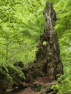 an old tree stump in the middle of a forest with lots of green leaves on it