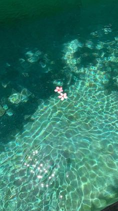 the water is crystal clear and blue with little pink flowers floating on it's surface