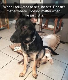 two dogs sitting on the floor next to each other