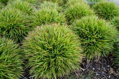 some very pretty green plants in the dirt