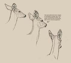 three deers are shown in different positions, one is looking at the other side