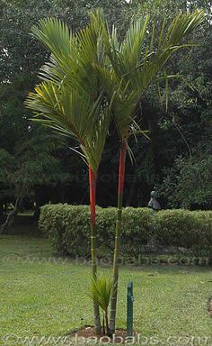 a small palm tree in the middle of a lawn with trees and bushes behind it