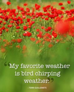 a field full of red flowers with a quote about my favorite weather is bird chirping weather