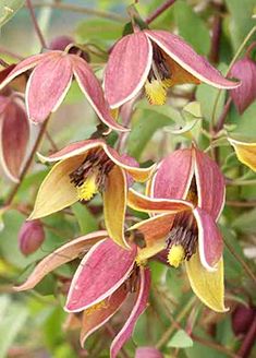 some pink and yellow flowers hanging from a tree