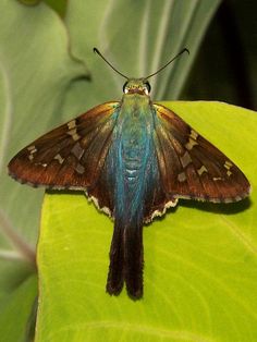 a colorful butterfly sitting on top of a green leaf