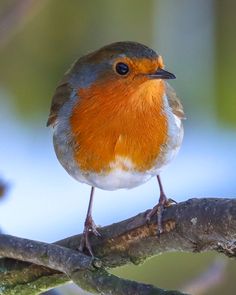 a small bird sitting on top of a tree branch