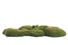 green moss growing on top of each other