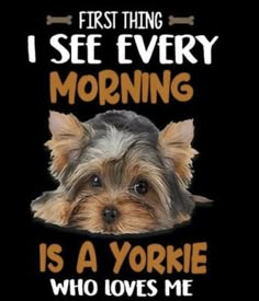 a yorkshire terrier dog with the words, first thing i see every morning is a yorkie who loves me