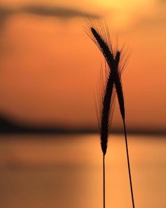 two stalks of wheat are silhouetted against an orange sunset over the ocean in this photo