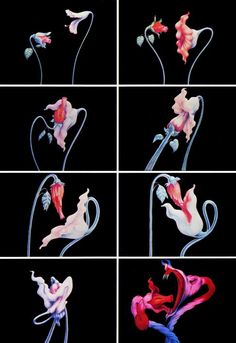 multiple images of different flowers on a black background