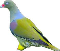 a colorful bird sitting on top of a white surface