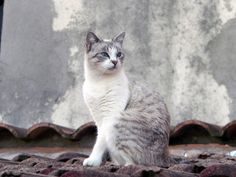 a gray and white cat sitting on top of a roof next to a building wall