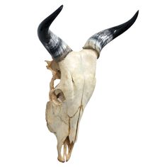 an animal skull with long horns on it's head