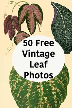 an image of leaves and plants with the words 50 free vintage leaf photos on it