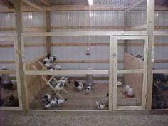 there are many small animals in the caged area at the animal farm or petting center