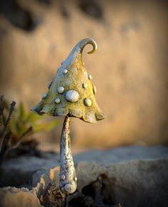 a small mushroom sitting on top of a rock