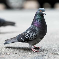 two pigeons standing on the ground next to each other and one is looking at something