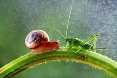 a close up of a grasshopper on a plant with drops of water in the background