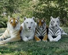 three white tigers sitting next to each other on the grass in front of some trees