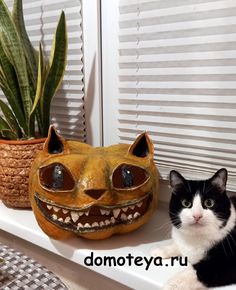 a black and white cat sitting on top of a shelf next to a fake pumpkin