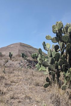 a large green cactus sitting on top of a dry grass covered field next to a hill