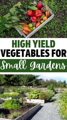 High Yield Vegetables for Small Gardens – GIY Plants Planting Small Garden, Garden Spacing Vegetable, Vegetable Garden Designs Layout, Growing Vegetables In Small Spaces, Patio Garden Vegetable, Vegetable Garden Planting Layout, Small Vegetable Garden Layout Beginner, How Many Vegetables To Plant Per Person, Small Yard Garden Vegetables