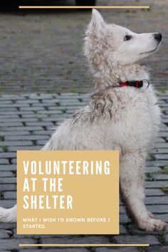 a white dog sitting on top of a cobblestone road with the words volunteering at the shelter what i wish to know before i started