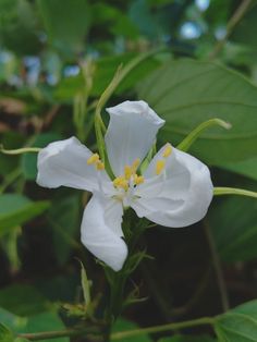 a white flower with yellow stamens and green leaves in the backgroud