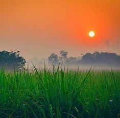 the sun is setting over some trees and fog in the sky, with green grass growing on the ground