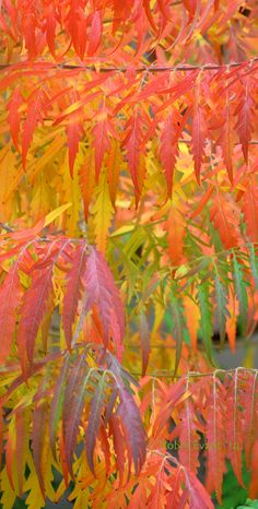 red and yellow leaves on a tree in autumn