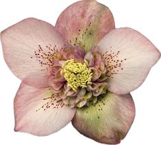 a pink flower with yellow stamens on it's center is photographed against a white background