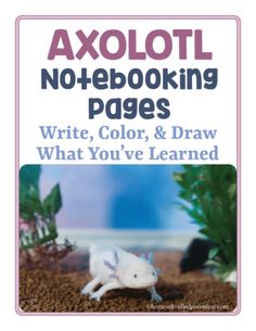 a book cover with an image of a gerbil in the dirt and text reading axolot not - looking pages write, color, & draw what you've learned