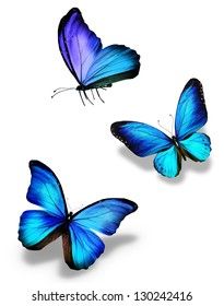 three blue butterflies flying side by side on a white background, with the wings open