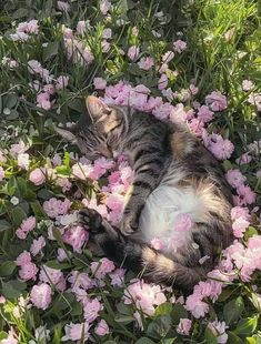 a cat is laying in the middle of some pink flowers and green grass with it's eyes closed