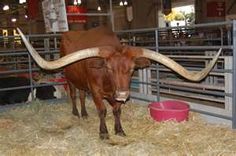 a bull with long horns standing in hay next to a pink bowl and metal fence