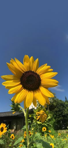 a large sunflower standing in the middle of a field