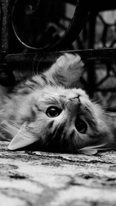 a white cat laying on its back with it's head under a metal chair