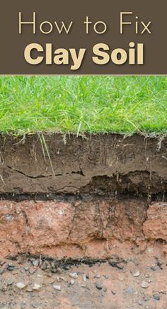 how to fix clay soil with grass growing on it and the text overlay reads how to fix clay soil