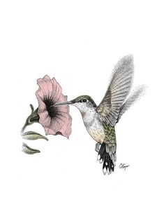 a drawing of a hummingbird feeding from a pink flower