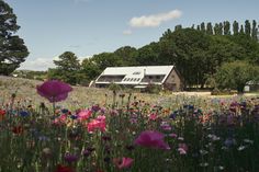 a field full of flowers with a barn in the background