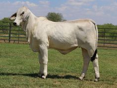 a large white cow standing on top of a lush green field next to a fence