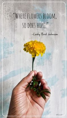 a hand holding a yellow flower with a quote above it that reads, where flowers bloom, so does hope