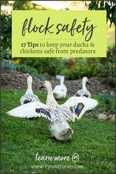 ducks in the grass with text overlay that reads flock safety 17 tips to keep your ducks and chickens safe from predators