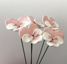 five pink and white flowers in a vase