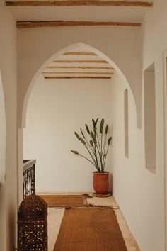 a plant in a pot sitting on top of a rug